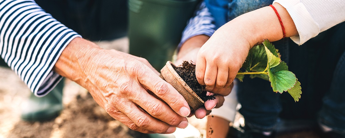 Allotment Tips